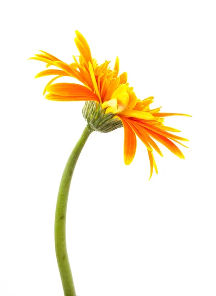 Única flor de gerbera amarelo isolado — Fotografia de Stock