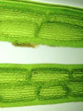 Yakınlaştırma mikroorganizma yosun