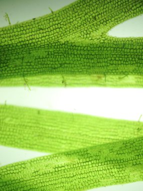 Yakınlaştırma mikroorganizma yosun