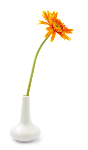 Gerbera unique fleur jaune sur vase isolé — Photo