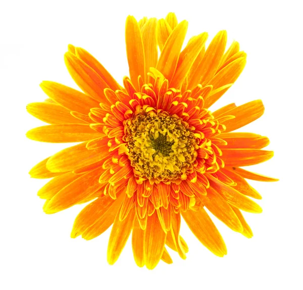 Única flor de gerbera amarela no vaso isolado — Fotografia de Stock