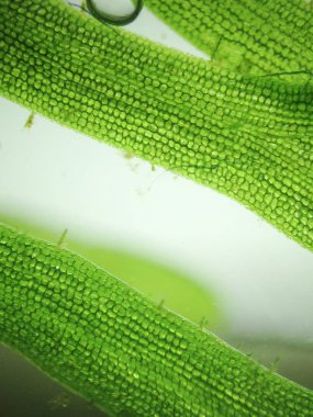 Yakınlaştırma mikroorganizma yosun