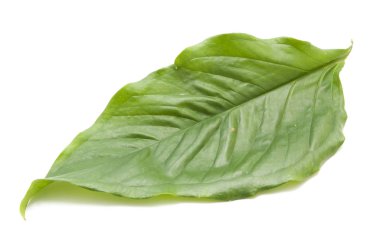 beyaz arkaplanda yeşil yapraklar