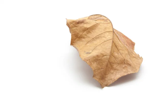 Сухий лист крупним планом ізольований — стокове фото