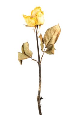 kurutulmuş gül izole 