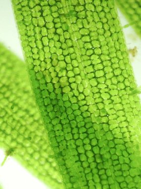 Yakınlaştırma mikroorganizma yosun