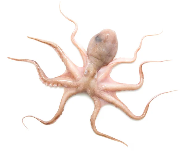 Ruwe octopus op witte achtergrond — Stockfoto
