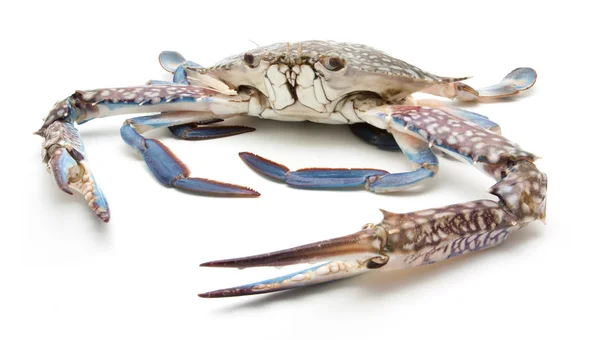 Blue crab isolated on white — Stock Photo, Image