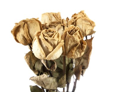 kurutulmuş gül izole 