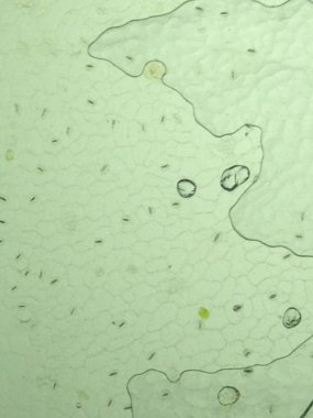 bitki hücreleri gösterilen yaprak yüzeyi