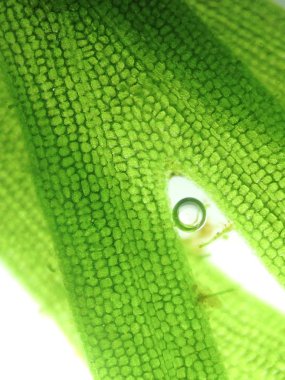 Yakınlaştırma mikroorganizma yosun