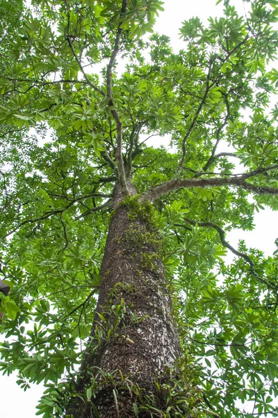 Árvores florestais natureza madeira verde — Fotografia de Stock