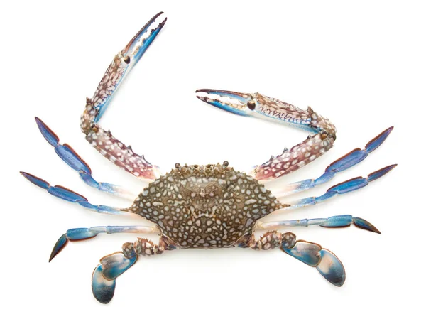 Crabe bleu isolé sur blanc — Photo