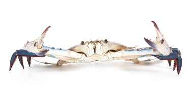 Mavi üzerine beyaz izole Yengeç 