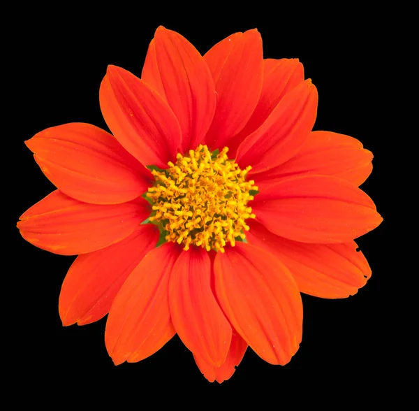 黒の上のオレンジ色の花 — ストック写真