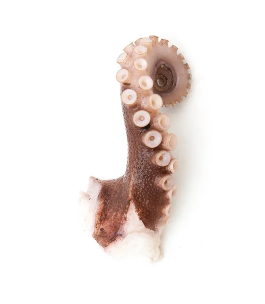 Tentakels van de octopus geïsoleerd op wit — Stockfoto