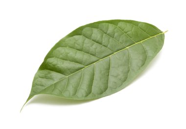 beyaz arkaplanda yeşil yapraklar