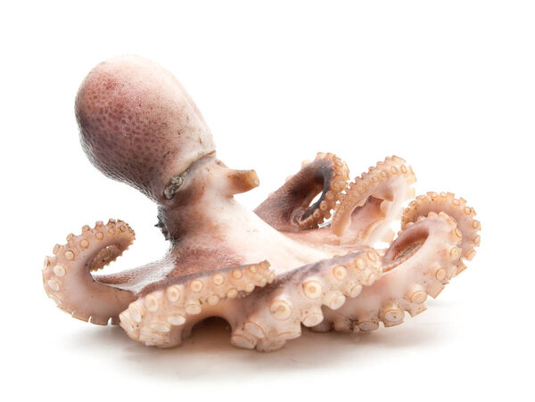 Raw octopus on white background