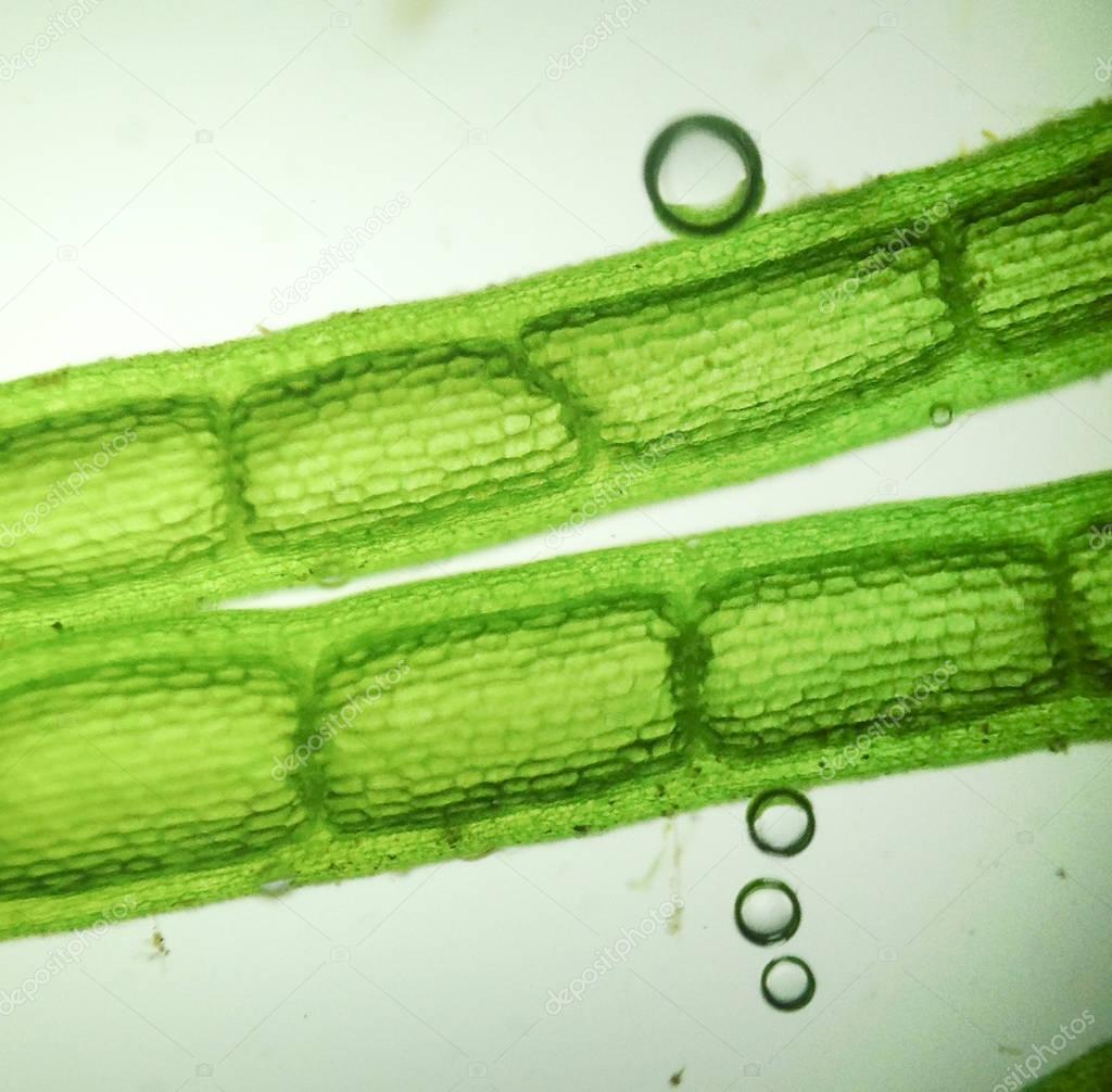zoom microorganism algae