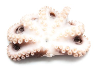 beyaz izole ahtapot tentacles