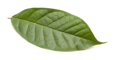 beyaz arkaplanda yeşil yapraklar