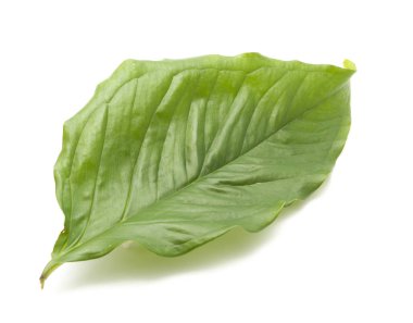 beyaz arkaplanda yeşil yapraklar