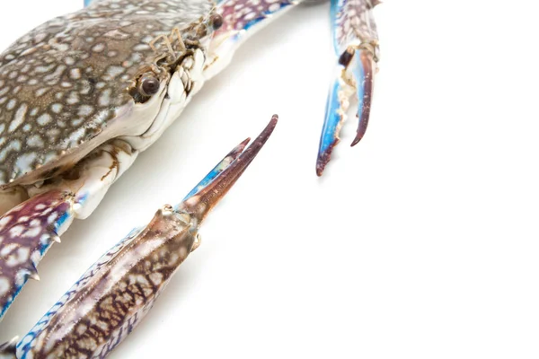 Stäng upp blå krabba isolerad på vit — Stockfoto