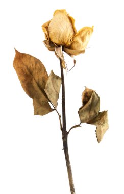 kurutulmuş gül izole 