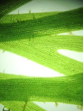 Yakınlaştırma mikroorganizma yosun