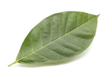 beyaz arkaplanda yeşil yapraklar