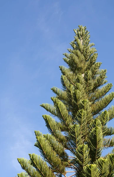 Pine gren mot — Stockfoto