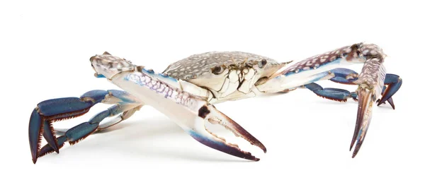 Crabe bleu isolé sur blanc — Photo