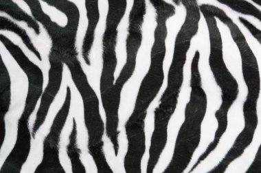 Zebra arka plan doku
