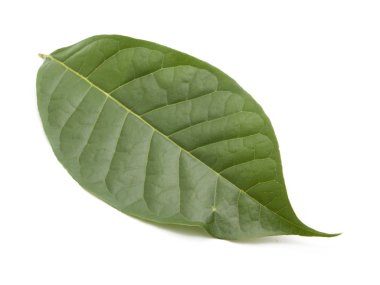 beyaz arkaplanda yeşil yapraklar