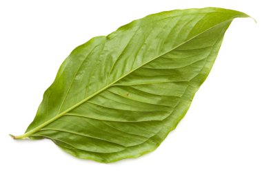 geri yeşil yaprakları beyaz arka plan üzerinde