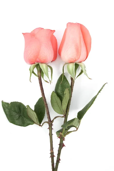 ช่อดอกกุหลาบสีชมพู — ภาพถ่ายสต็อก