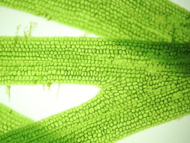 Yakınlaştırma mikroorganizma yosun