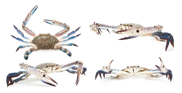 Samling av blå krabba isolerad på vit — Stockfoto