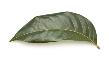 Beyaz yeşil yapraklar 