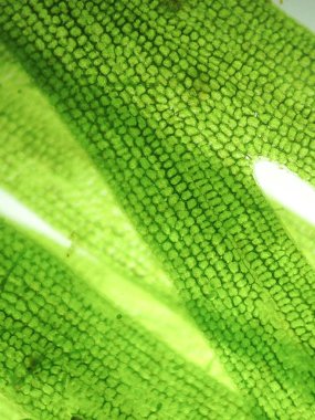 Yakınlaştırma mikroorganizma yosun