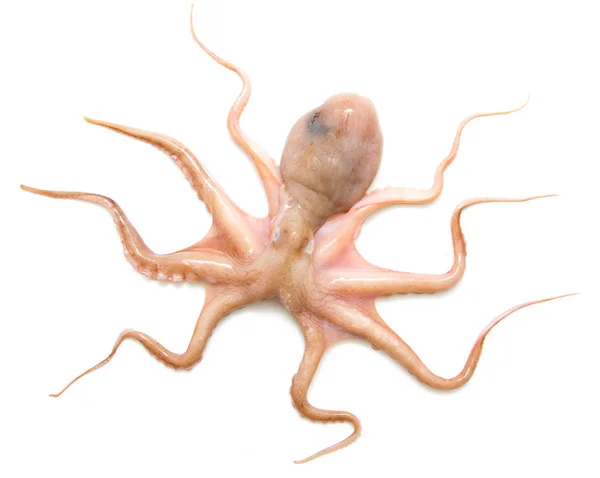 Ruwe octopus op witte achtergrond — Stockfoto