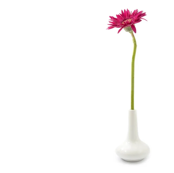Один цветок гербера розовый на вазе изолированы на белом — стоковое фото