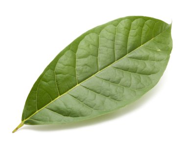 beyaz arkaplanda yeşil yapraklar