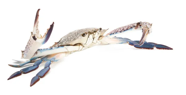 孤立的白色衬底上的蓝蟹 — 图库照片