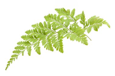 eğreltiotu üzerinde beyaz izole 