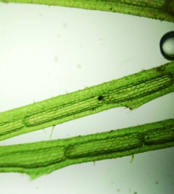 Yakınlaştırma mikroorganizma yosun