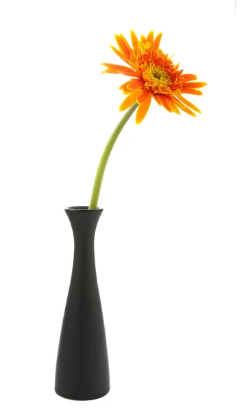 Einzelne Gerbera-Blüte gelb auf Vase isoliert — Stockfoto
