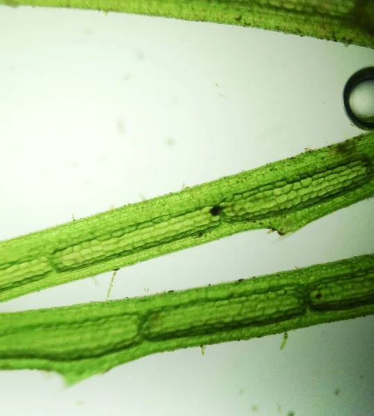 Yakınlaştırma mikroorganizma yosun