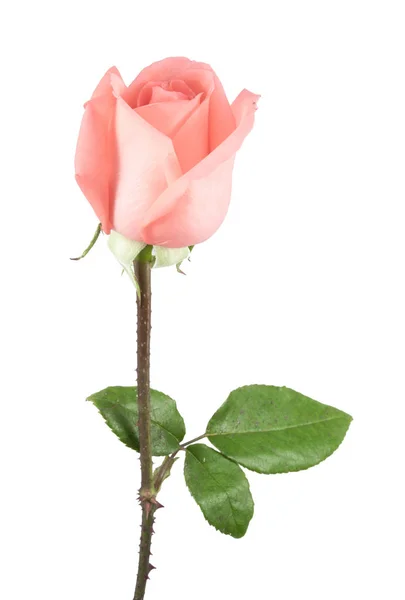 On top pink rose — Stock Photo, Image