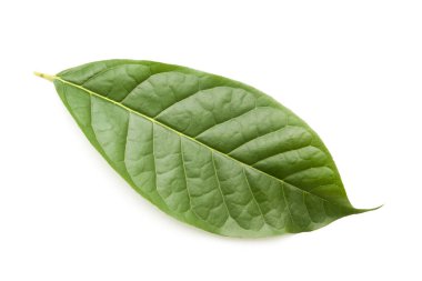 beyaz arkaplanda yeşil yapraklar